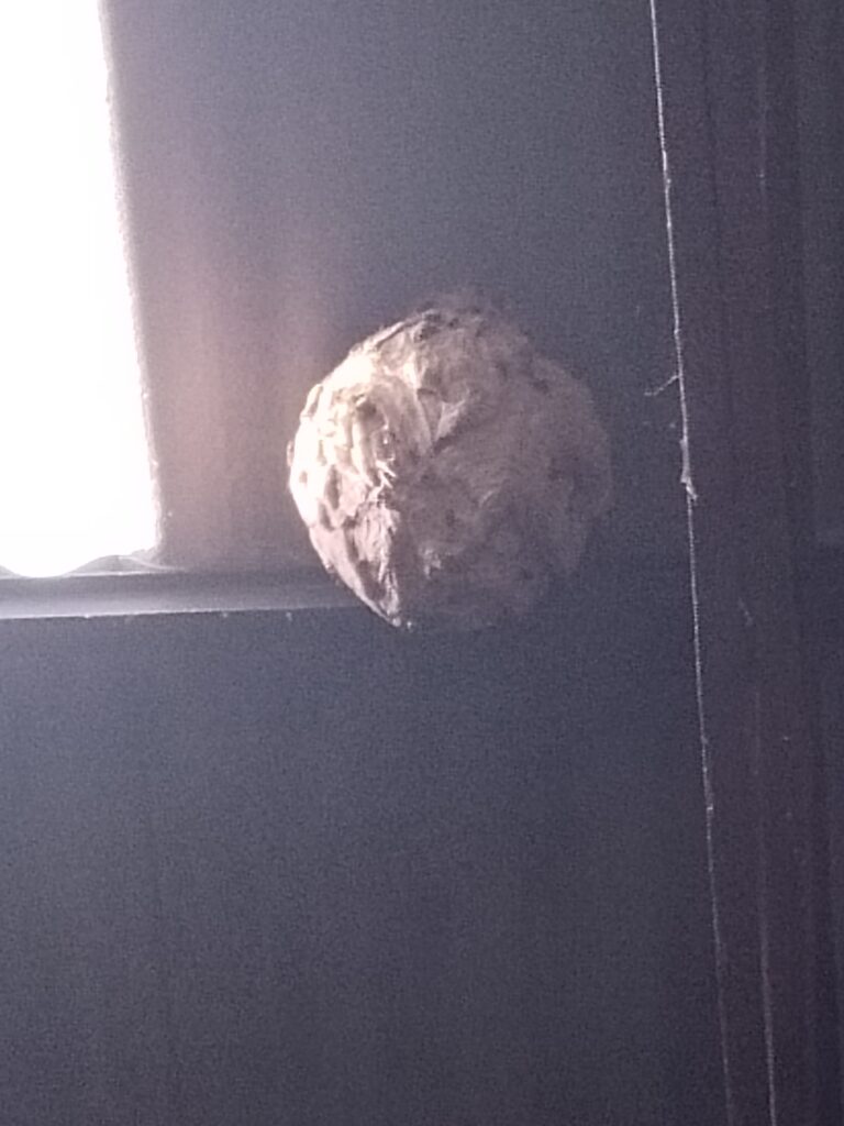 nid frelons asiatiques castres stop insectes 81